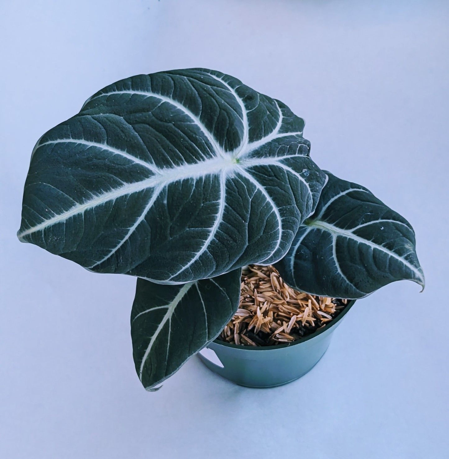 Alocasia Reginula 'Black Velvet'