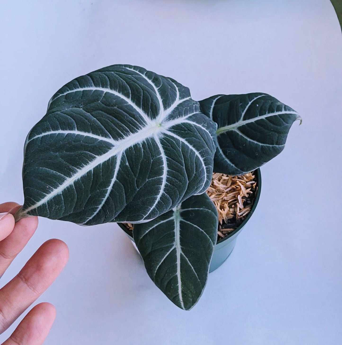 Alocasia Reginula 'Black Velvet'