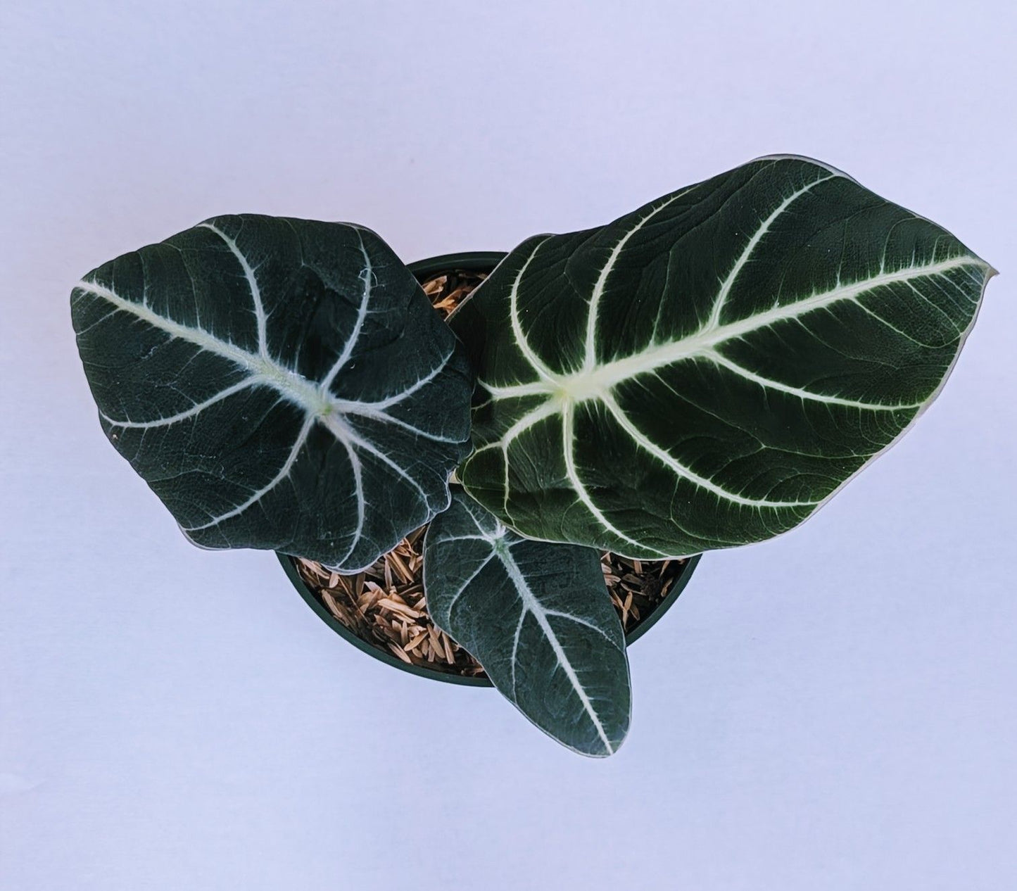 Alocasia Reginula 'Black Velvet'