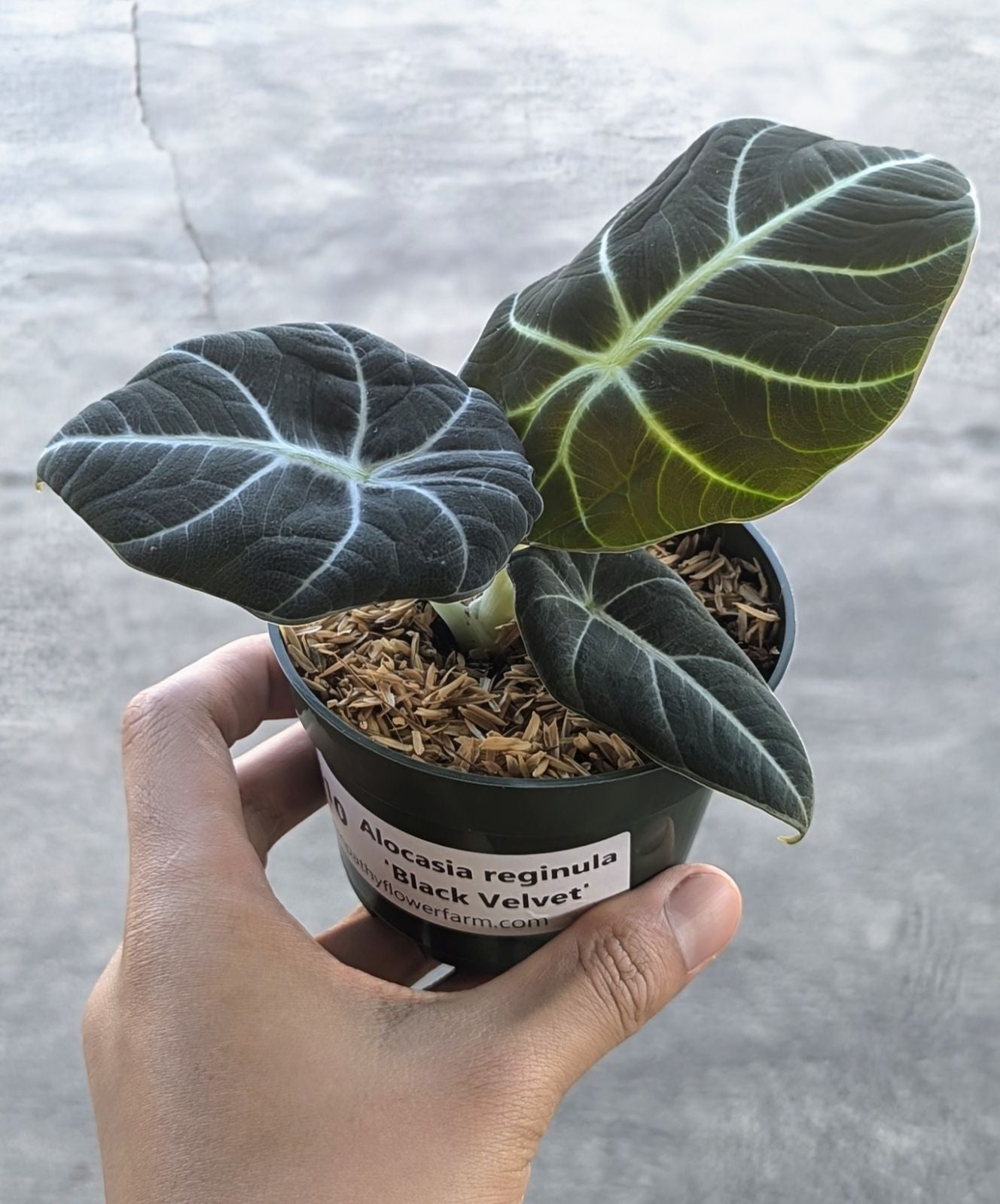 Alocasia Reginula 'Black Velvet'