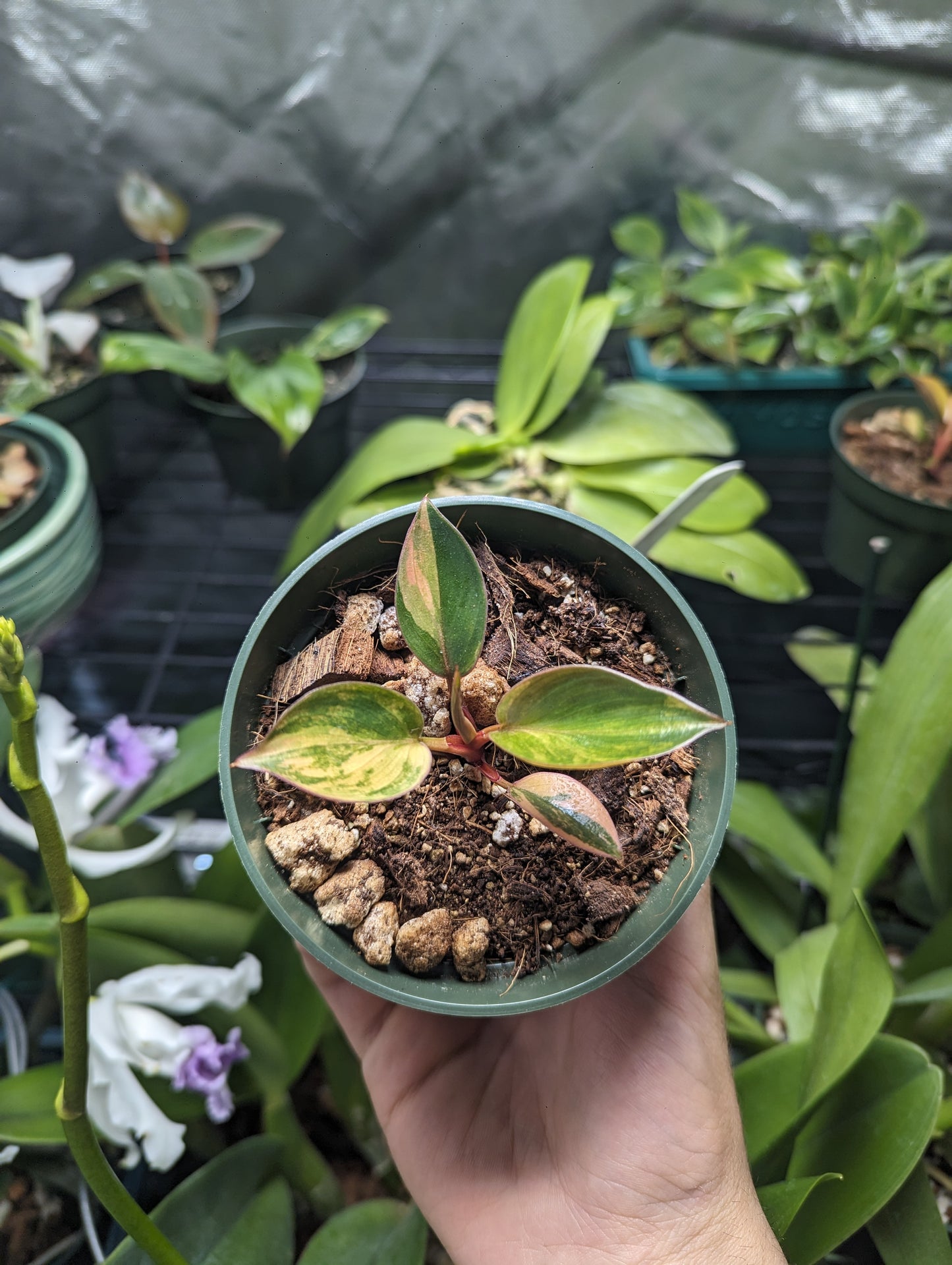 Verigated Red Congo Philodendron #1 exact plant