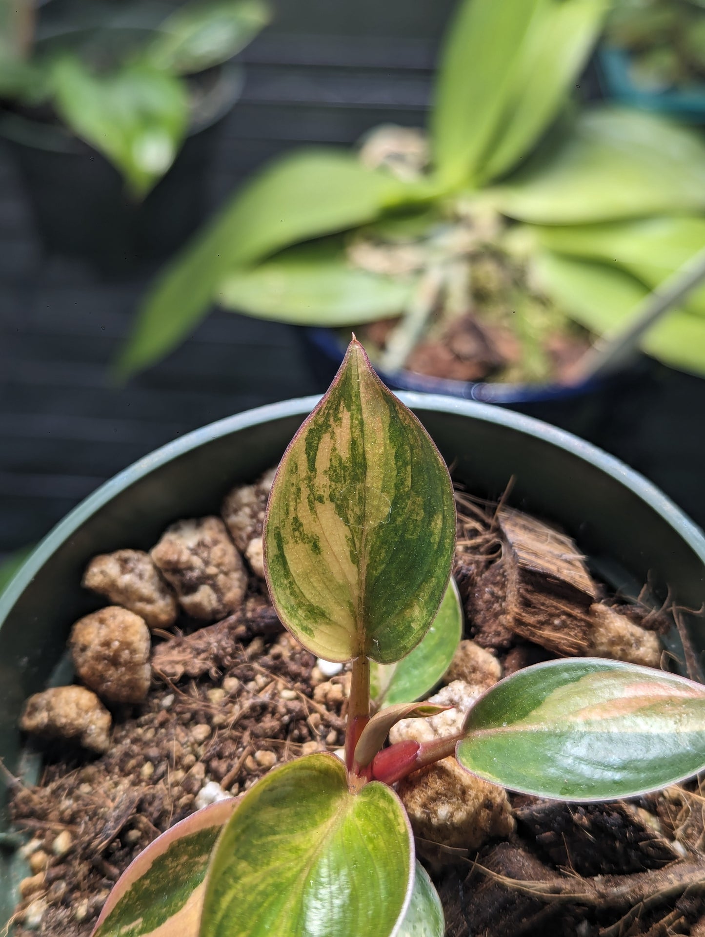 Verigated Red Congo Philodendron #1 exact plant