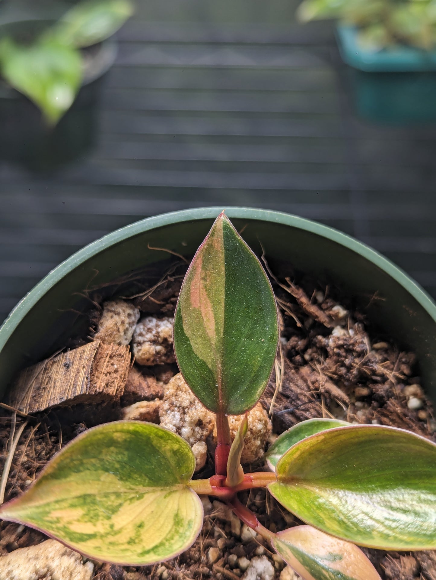 Verigated Red Congo Philodendron #1 exact plant