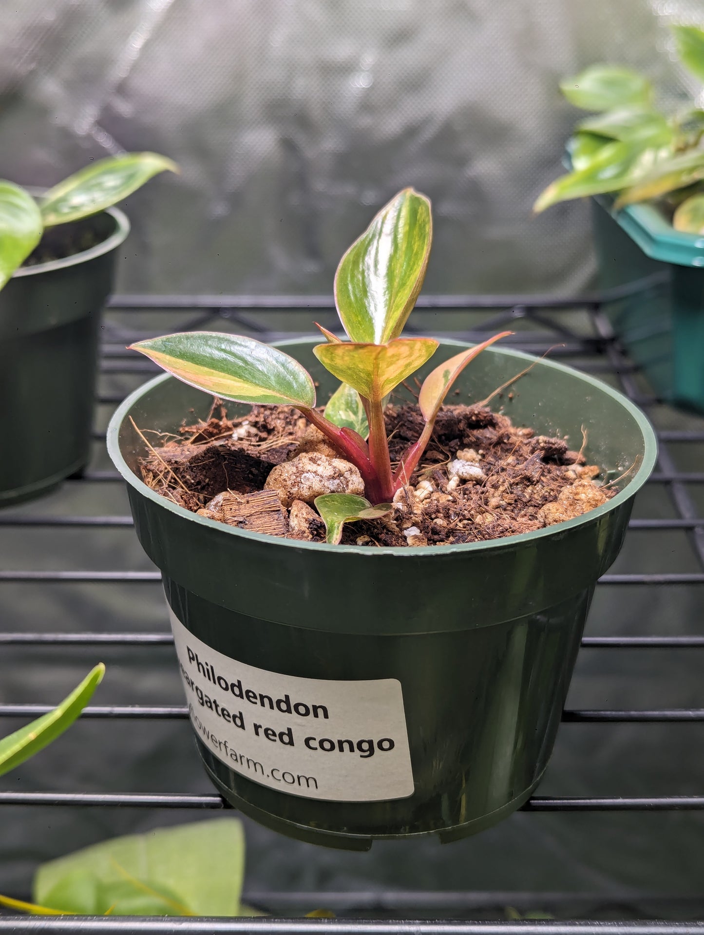 Verigated Red Congo Philodendron #1 exact plant