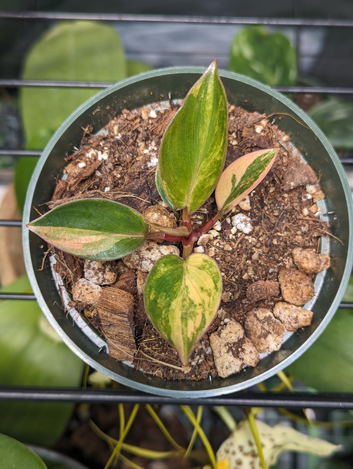 Verigated Red Congo Philodendron #1 exact plant